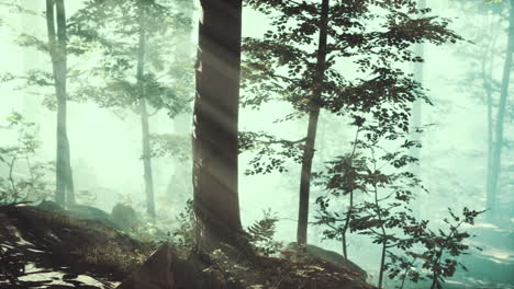 Panoramic-view-of-the-majestic-forest-in-a-morning-fog