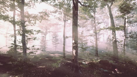 rays-of-sunlight-falling-into-a-misty-forest