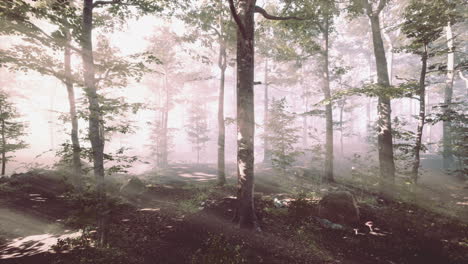 Leuchtender-Nebel-Im-Wald-Am-Abend