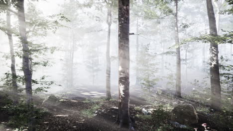 Glowing-fog-in-the-forest-in-the-evening