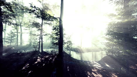 Sonnenstrahlen-Fallen-In-Einen-Nebligen-Wald