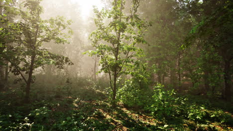 Bewaldete-Waldbäume,-Die-Von-Goldenem-Sonnenlicht-Hinterleuchtet-Werden