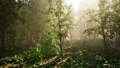 Forest-of-Trees-illuminated-by-sunbeams-through-fog