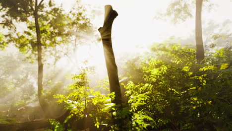 The-verdant-forest-glows-under-the-warmth-of-the-sun