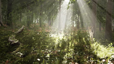 Light-shining-down-in-nature