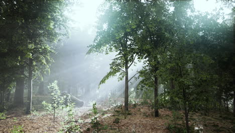 forest-trees-nature-green-wood-sunlight-view