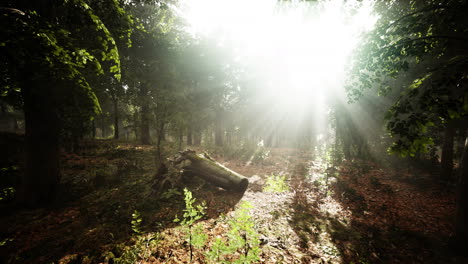 forest-trees-nature-green-wood-sunlight-view
