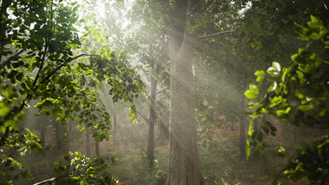 Waldbäume-Natur-Grünes-Holz-Sonnenlicht-Ansicht