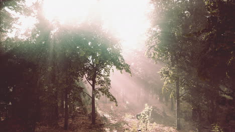 summer-fog-in-the-forest