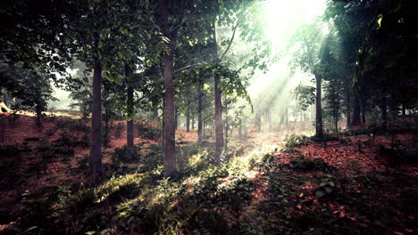 Mystischer-Wald-Am-Nebligen-Morgen