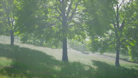 Green-trees-in-park-and-sunlight