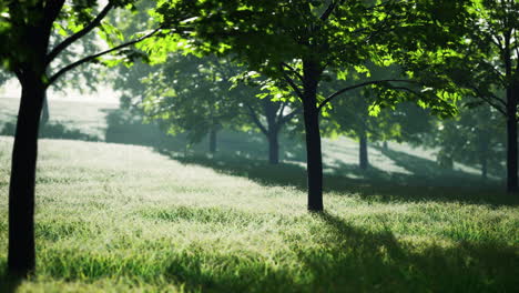 Green-trees-in-park-and-sunlight