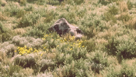 Große-Steine-Auf-Einem-Feld-Mit-Trockenem-Gras