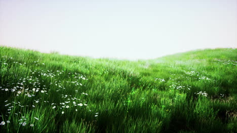 Grüne-Graslandschaft-Mit-Hügeln-Und-Blauem-Himmel