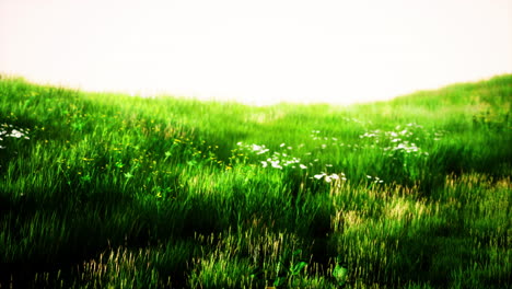 Landscape-view-of-green-grass-on-slope