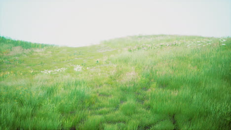 Landschaftsansicht-Von-Grünem-Gras-Am-Hang-Bei-Sonnenaufgang