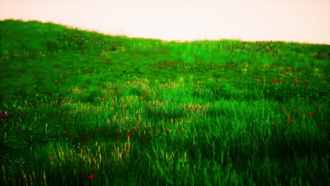 Grüne-Graslandschaft-Mit-Hügeln-Und-Blauem-Himmel
