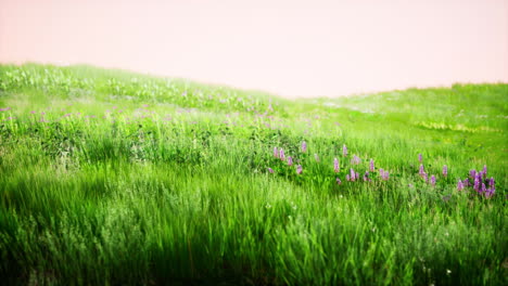 Landscape-view-of-green-grass-on-slope-at-sunrise