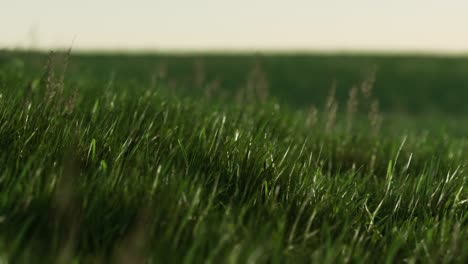 Grünes-Frisches-Gras-Als-Schöner-Hintergrund