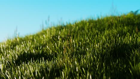 Green-fresh-grass-as-a-nice-background