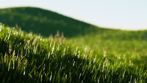 Grünes-Frisches-Gras-Als-Schöner-Hintergrund