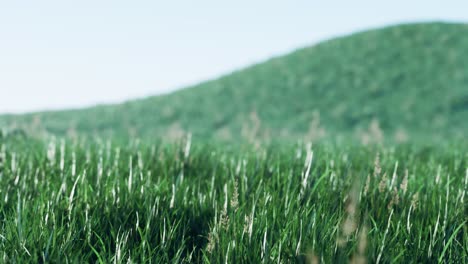 Soft-defocused-spring-background-with-a-lush-green-grass