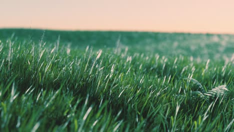 Soft-defocused-spring-background-with-a-lush-green-grass