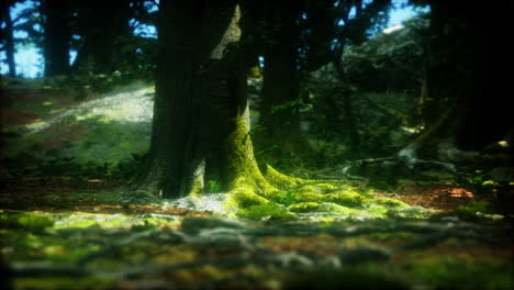 dark-forest-with-moss-and-sun-rays-shining-trough