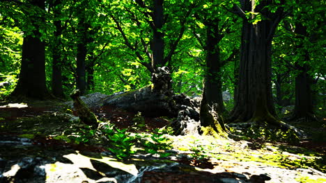Trunk-and-stone-covered-with-a-green-moss