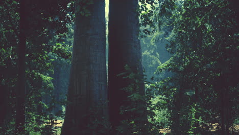 Bosque-De-Hayas-Brumoso-En-La-Ladera-De-La-Montaña-En-Una-Reserva-Natural