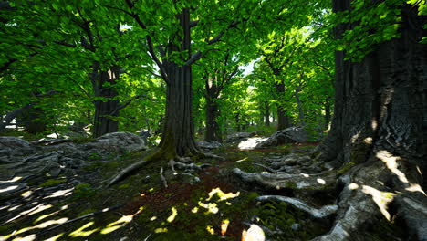 tree-roots-and-sunshine-in-a-green-forest