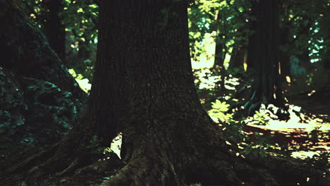 Detaillierte-Nahaufnahme-Einer-Waldbodenstruktur-Mit-Moos