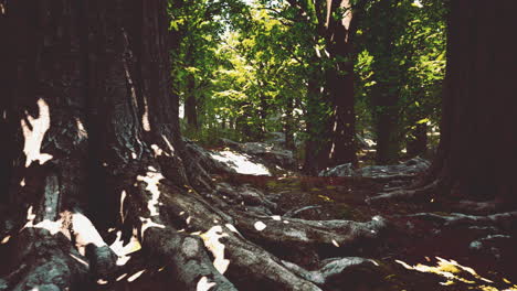 Detaillierte-Nahaufnahme-Einer-Waldbodenstruktur-Mit-Moos
