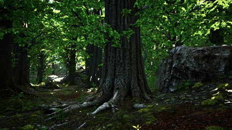 Raíces-De-árboles-Y-Sol-En-Un-Bosque-Verde