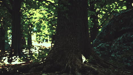 Raíces-De-árboles-Y-Sol-En-Un-Bosque-Verde