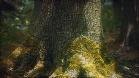 Raíces-De-árboles-Y-Sol-En-Un-Bosque-Verde-Con-Musgo