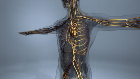 Medizinisch-Genaue-Animation-Des-Herzens-Mit-Venen-Und-Arterien
