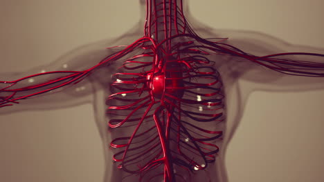 Medically-accurate-animation-of-Heart-with-Vains-and-arteries