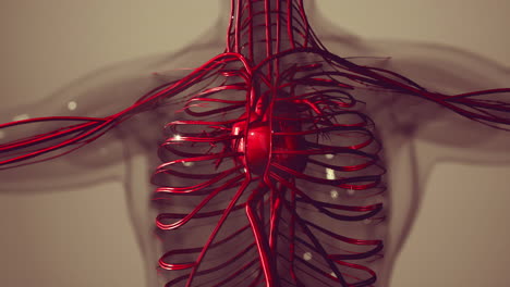 Animación-Médica-Precisa-Del-Corazón-Con-Venas-Y-Arterias