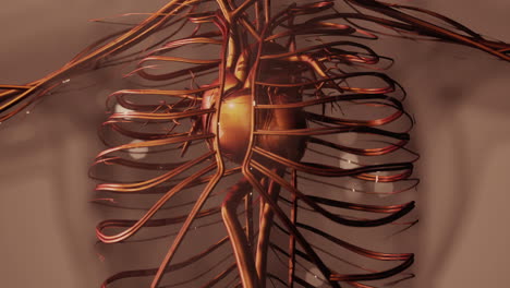 Medizinisch-Genaue-Animation-Des-Herzens-Mit-Venen-Und-Arterien