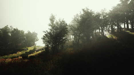 Fog-morning-over-the-meadow-near-the-forest-hyperlapse