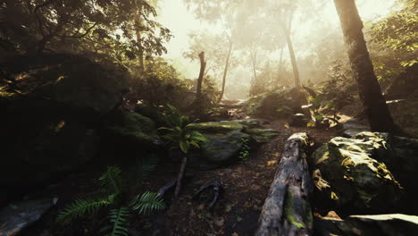 Time-lapse-of-a-Tropical-jungle-in-the-mountains-of-Puerto-Rico