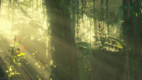 green-tropical-forest-with-ray-of-light
