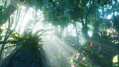 Nebliger-Regenwald-Und-Helle-Sonnenstrahlen-Durch-Die-Äste-Der-Bäume