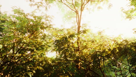 Sonnenstrahlen-Strömen-Durch-Bäume-Im-Nebligen-Wald