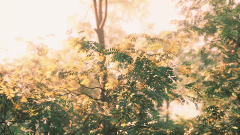 Sunbeams-in-Foggy-Green-Forest