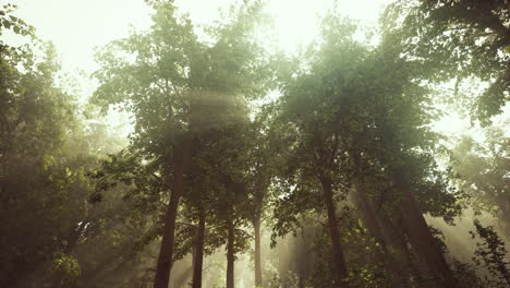 Rays-of-bursting-sunlight-in-a-misty-forest
