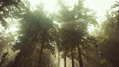 sun's-rays-break-through-the-branches-of-trees-glowing-in-the-morning-fog