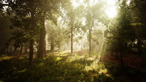 Panoramic-view-of-the-majestic-evergreen-forest-in-a-morning-fog