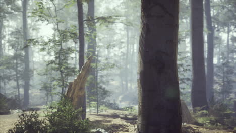 Nebliger-Wald-Mit-Sanftem-Sonnenlicht
